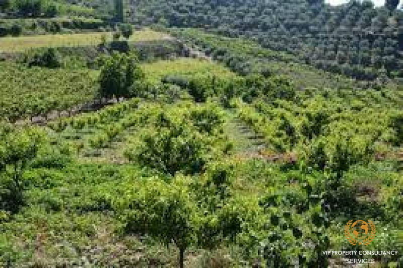 Seaview farm land for sale with olive trees in Soke Agacli Village