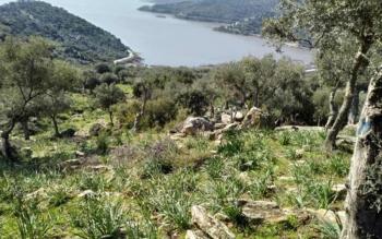 Olive land with Bafa Lake view for sale in Soke Sercin Village 